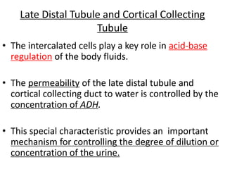 Late Distal Tubule and Cortical Collecting
Tubule
• The intercalated cells play a key role in acid-base
regulation of the body fluids.
• The permeability of the late distal tubule and
cortical collecting duct to water is controlled by the
concentration of ADH.
• This special characteristic provides an important
mechanism for controlling the degree of dilution or
concentration of the urine.
 