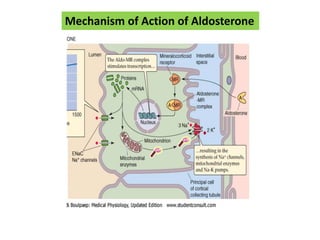 Mechanism of Action of Aldosterone
 