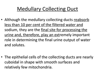 Medullary Collecting Duct
• Although the medullary collecting ducts reabsorb
less than 10 per cent of the filtered water and
sodium, they are the final site for processing the
urine and, therefore, play an extremely important
role in determining the final urine output of water
and solutes.
• The epithelial cells of the collecting ducts are nearly
cuboidal in shape with smooth surfaces and
relatively few mitochondria.
 