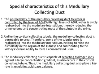 Special characteristics of this Medullary
Collecting Duct
1. The permeability of the medullary collecting duct to water is
controlled by the level of ADH.With high levels of ADH, water is avidly
reabsorbed into the medullary interstitium, thereby reducing the
urine volume and concentrating most of the solutes in the urine.
2. Unlike the cortical collecting tubule, the medullary collecting duct is
permeable to urea. Therefore, some of the tubular urea is
reabsorbed into the medullary interstitium, helping to raise the
osmolality in this region of the kidneys and contributing to the
kidneys’ overall ability to form a concentrated urine.
3. The medullary collecting duct is capable of secreting hydrogen ions
against a large concentration gradient, as also occurs in the cortical
collecting tubule. Thus, the medullary collecting duct also plays a key
role in regulating acid-base balance.
 