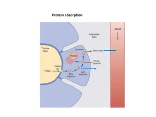 Protein absorption
 
