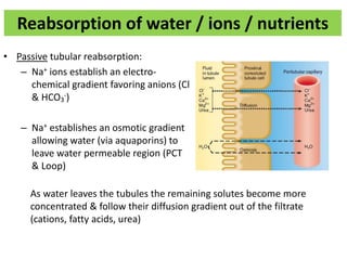 Reabsorption of water / ions / nutrients
• Passive tubular reabsorption:
– Na+ ions establish an electro-
chemical gradient favoring anions (Cl-
& HCO3
-)
– Na+ establishes an osmotic gradient
allowing water (via aquaporins) to
leave water permeable region (PCT
& Loop)
As water leaves the tubules the remaining solutes become more
concentrated & follow their diffusion gradient out of the filtrate
(cations, fatty acids, urea)
 