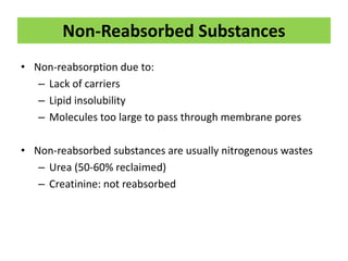 Non-Reabsorbed Substances
• Non-reabsorption due to:
– Lack of carriers
– Lipid insolubility
– Molecules too large to pass through membrane pores
• Non-reabsorbed substances are usually nitrogenous wastes
– Urea (50-60% reclaimed)
– Creatinine: not reabsorbed
 