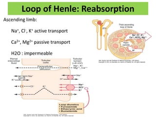Loop of Henle: Reabsorption
Ascending limb:
Na+, Cl-, K+ active transport
Ca2+, Mg2+ passive transport
H2O : impermeable
 