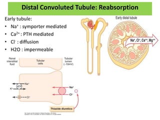 Distal Convoluted Tubule: Reabsorption
Early tubule:
• Na+ : symporter mediated
• Ca2+ : PTH mediated
• Cl- : diffusion
• H2O : impermeable
 