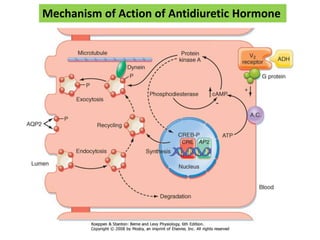 Mechanism of Action of Antidiuretic Hormone
 