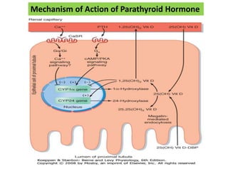 Mechanism of Action of Parathyroid Hormone
 