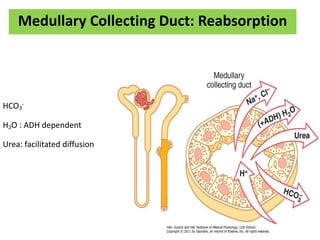 Medullary Collecting Duct: Reabsorption
HCO3
-
H2O : ADH dependent
Urea: facilitated diffusion
 