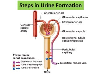 Steps in Urine Formation
Cortical
radiate
artery
Afferent arteriole
Glomerular capillaries
Efferent arteriole
Glomerular capsule
Rest of renal tubule
containing filtrate
Peritubular
capillary
To cortical radiate vein
Urine
Glomerular filtration
Tubular reabsorption
Tubular secretion
Three major
renal processes:
 