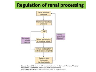 Regulation of renal processing
 