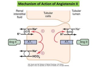 Mechanism of Action of Angiotensin II
 