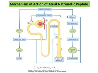 Mechanism of Action of Atrial Natriuretic Peptide
 
