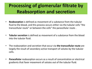 Processing of glomerular filtrate by
Reabsorption and secretion
• Reabsorption is defined as movement of a substance from the tubular
fluid to the blood, and this process occurs either via the tubular cells ”the
transcellular route” or between the cells” the paracellular route .
• Tubular secretion is defined as movement of a substance from the blood
into the tubular fluid.
• The reabsorption and secretion that occur via the transcellular route are
largely the result of secondary active transport of solutes by the tubular
cells.
• Paracellular reabsorption occurs as a result of concentration or electrical
gradients that favor movement of solutes out of the tubular fluid.
 