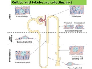 Cells at renal tubules and collecting duct
 
