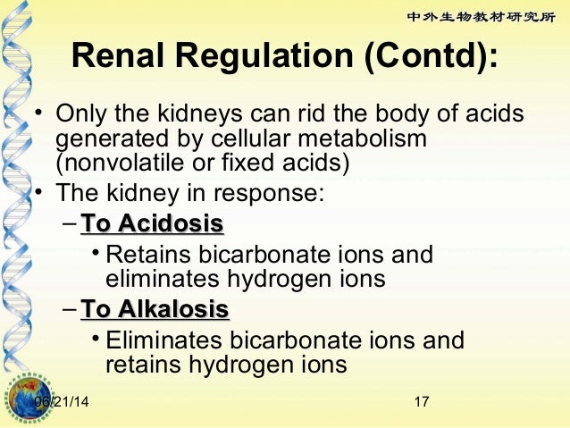 Renal Regulation Of Metabolic Acidosis And Alkalosis Renal Regulation Of Metabolic Acidosis And Alkalosis