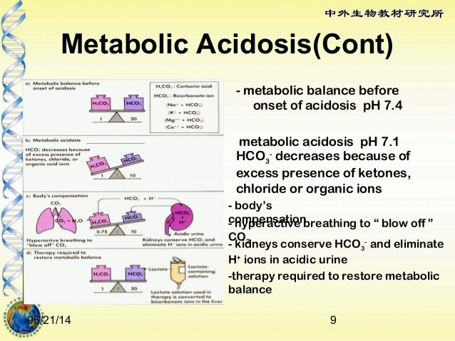 Renal Regulation Of Metabolic Acidosis And Alkalosis Renal Regulation Of Metabolic Acidosis And Alkalosis