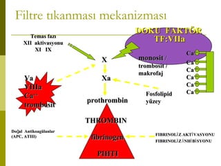 Filtre tıkanması mekanizması
Temas fazıTemas fazı
XII aktivasyonuXII aktivasyonu
XI IXXI IX
DOKU FAKTÖRDOKU FAKTÖR
TF:VIIaTF:VIIa
THROMBINTHROMBIN
fibrinogenfibrinogen
prothrombinprothrombin
XaXaVaVa
VIIIaVIIIa
CaCa++++
trombosittrombosit
PIHTIPIHTI
monositmonosit //
trombosit /trombosit /
makrofajmakrofaj
FIBRINOL Z AKT VASYONUİ İFIBRINOL Z AKT VASYONUİ İ
FIBRINOL Z NH B SYONUİ İ İ İFIBRINOL Z NH B SYONUİ İ İ İ
Do al AntikoagülanlarğDo al Antikoagülanlarğ
(APC, ATIII)(APC, ATIII)
XX
FosfolipidFosfolipid
yüzeyyüzey
CaCa++++
CaCa++++
CaCa++++
CaCa++++
CaCa++++
CaCa++++
 