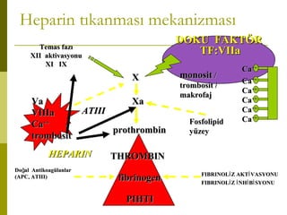 Heparin tıkanması mekanizması
Temas fazıTemas fazı
XII aktivasyonuXII aktivasyonu
XI IXXI IX
DOKU FAKTÖRDOKU FAKTÖR
TF:VIIaTF:VIIa
THROMBINTHROMBIN
fibrinogenfibrinogen
prothrombinprothrombin
XaXaVaVa
VIIIaVIIIa
CaCa++++
trombosittrombosit
PIHTIPIHTI
monositmonosit //
trombosit /trombosit /
makrofajmakrofaj
FIBRINOL Z AKT VASYONUİ İFIBRINOL Z AKT VASYONUİ İ
FIBRINOL Z NH B SYONUİ İ İ İFIBRINOL Z NH B SYONUİ İ İ İ
Do al AntikoagülanlarğDo al Antikoagülanlarğ
(APC, ATIII)(APC, ATIII)
XX
FosfolipidFosfolipid
yüzeyyüzey
CaCa++++
CaCa++++
CaCa++++
CaCa++++
CaCa++++
CaCa++++
HEPARINHEPARIN
ATIIIATIII
 
