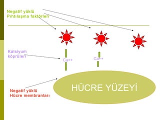 HÜCRE YÜZEYİ
-
- - -
Negatif yüklü
Hücre membranları
-
-
-
-
-
-
Negatif yüklü
Pıhtılaşma faktörleri
Ca++Ca++
Kalsiyum
köprüleri
 
