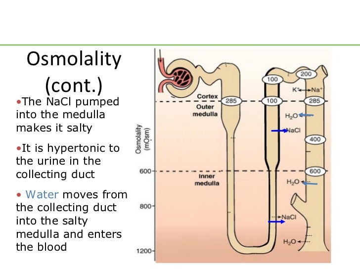 Renal revised
