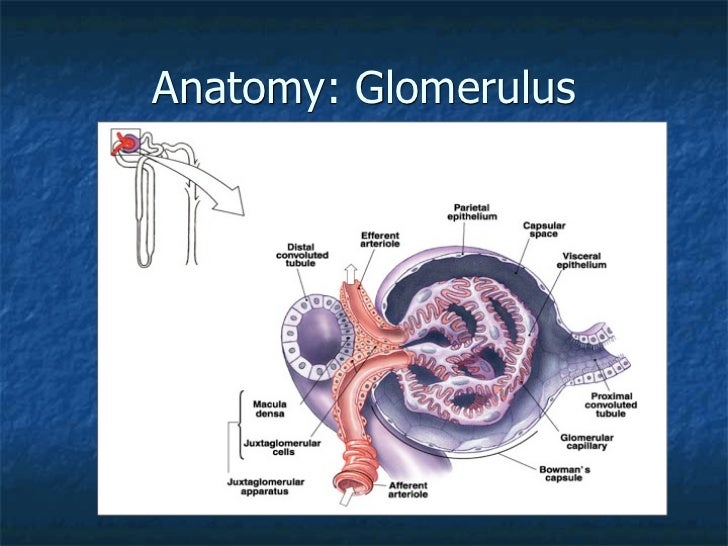 Renal s2010