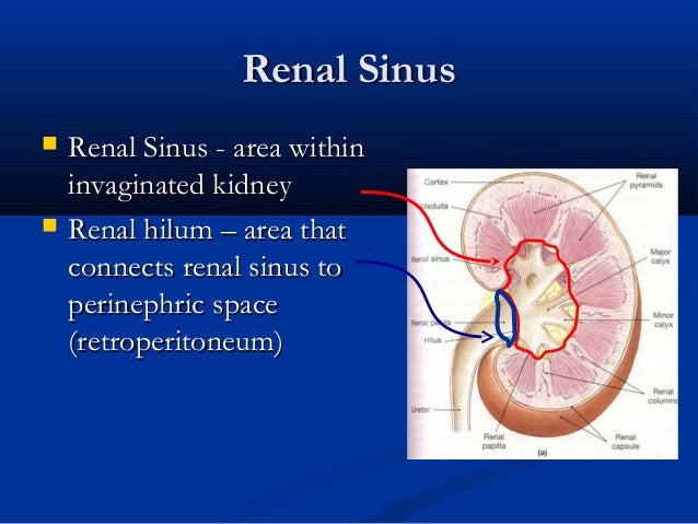 Renal Sinus Renal Sinus