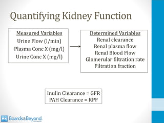 Comprehensive Overview of Renal Embryology, Anatomy, and Physiology | PDF