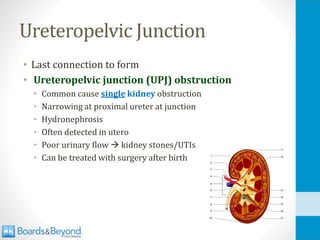 Upj Configuration Comprehensive Overview of Renal Embryology, Anatomy, and Physiology | PDF