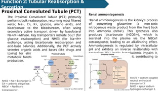 Pct Cd Function Renals physiology for medical studentsPP_V2T.pptx