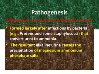 Pathogenesis
Magnesium ammonium phosphate stones
• Formed largely after infections by bacteria
(e.g., Proteus and some staphylococci) that
convert urea to ammonia.
• The resultant alkaline urine causes the
precipitation of magnesium ammonium
phosphate salts.
 