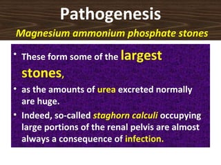 Pathogenesis
Magnesium ammonium phosphate stones
• These form some of the largest
stones,
• as the amounts of urea excreted normally
are huge.
• Indeed, so-called staghorn calculi occupying
large portions of the renal pelvis are almost
always a consequence of infection.
 