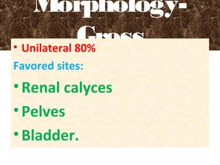 Morphology-
Gross• Unilateral 80%
Favored sites:
•Renal calyces
•Pelves
•Bladder.
 