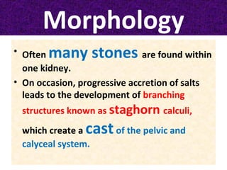 Morphology
• Often many stones are found within
one kidney.
• On occasion, progressive accretion of salts
leads to the development of branching
structures known as staghorn calculi,
which create a castof the pelvic and
calyceal system.
 