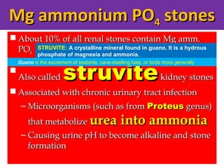 Mg ammonium POMg ammonium PO44 stonesstones
 About 10% of all renal stones contain Mg amm.About 10% of all renal stones contain Mg amm.
POPO44

Also calledAlso called struvitestruvitekidney stoneskidney stones
 Associated with chronic urinary tract infectionAssociated with chronic urinary tract infection
– Microorganisms (such as fromMicroorganisms (such as from ProteusProteus genus)genus)
that metabolizethat metabolize urea into ammoniaurea into ammonia
– Causing urine pH to become alkaline and stoneCausing urine pH to become alkaline and stone
formationformation
STRUVITE: A crystalline mineral found in guano. It is a hydrous
phosphate of magnesia and ammonia.
Guano is the excrement of seabirds, cave-dwelling bats, or birds more generally.
 