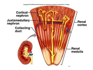 Renal structure and function | PPT