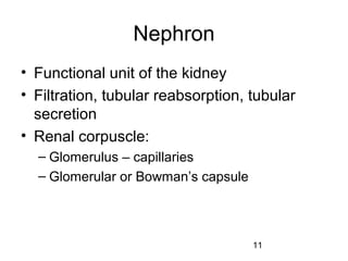 11
Nephron
• Functional unit of the kidney
• Filtration, tubular reabsorption, tubular
secretion
• Renal corpuscle:
– Glomerulus – capillaries
– Glomerular or Bowman’s capsule
 