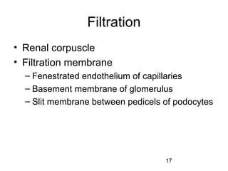 17
Filtration
• Renal corpuscle
• Filtration membrane
– Fenestrated endothelium of capillaries
– Basement membrane of glomerulus
– Slit membrane between pedicels of podocytes
 