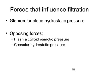 18
Forces that influence filtration
• Glomerular blood hydrostatic pressure
• Opposing forces:
– Plasma colloid osmotic pressure
– Capsular hydrostatic pressure
 
