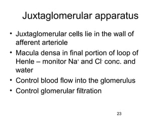 23
Juxtaglomerular apparatus
• Juxtaglomerular cells lie in the wall of
afferent arteriole
• Macula densa in final portion of loop of
Henle – monitor Na+
and Cl-
conc. and
water
• Control blood flow into the glomerulus
• Control glomerular filtration
 
