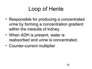 32
Loop of Henle
• Responsible for producing a concentrated
urine by forming a concentration gradient
within the medulla of kidney.
• When ADH is present, water is
reabsorbed and urine is concentrated.
• Counter-current multiplier
 