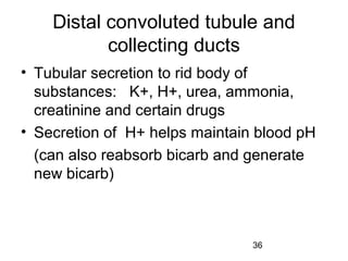 36
Distal convoluted tubule and
collecting ducts
• Tubular secretion to rid body of
substances: K+, H+, urea, ammonia,
creatinine and certain drugs
• Secretion of H+ helps maintain blood pH
(can also reabsorb bicarb and generate
new bicarb)
 