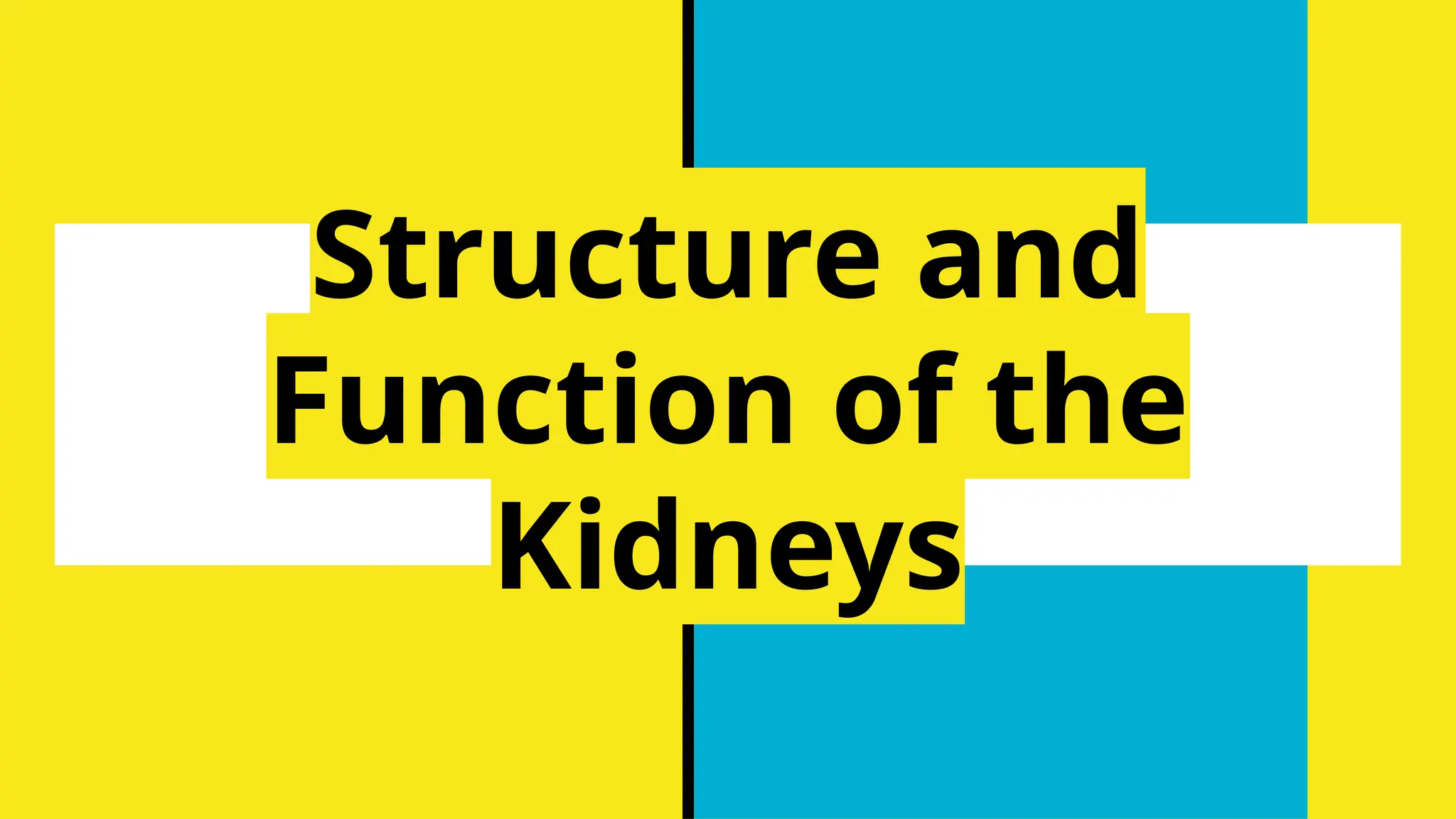 STRUCTURE AND FUNCTION OF RENAL SYSTEM PPT visual data 4