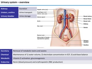 Urinary system – overview
Excretory Removal of metabolic toxins and wastes
Chemical Maintenance of 1) water volume; 2) electrolyte concentration in ECF; 3) acid-base balance
Metabolic Vitamin D activation; gluconeogenesis
Endocrine Renin (blood pressure) and erythropoietin (RBC production)
Kidneys Excretion
Ureters, urethra Urine transport
Urinary bladder Urine storage
 