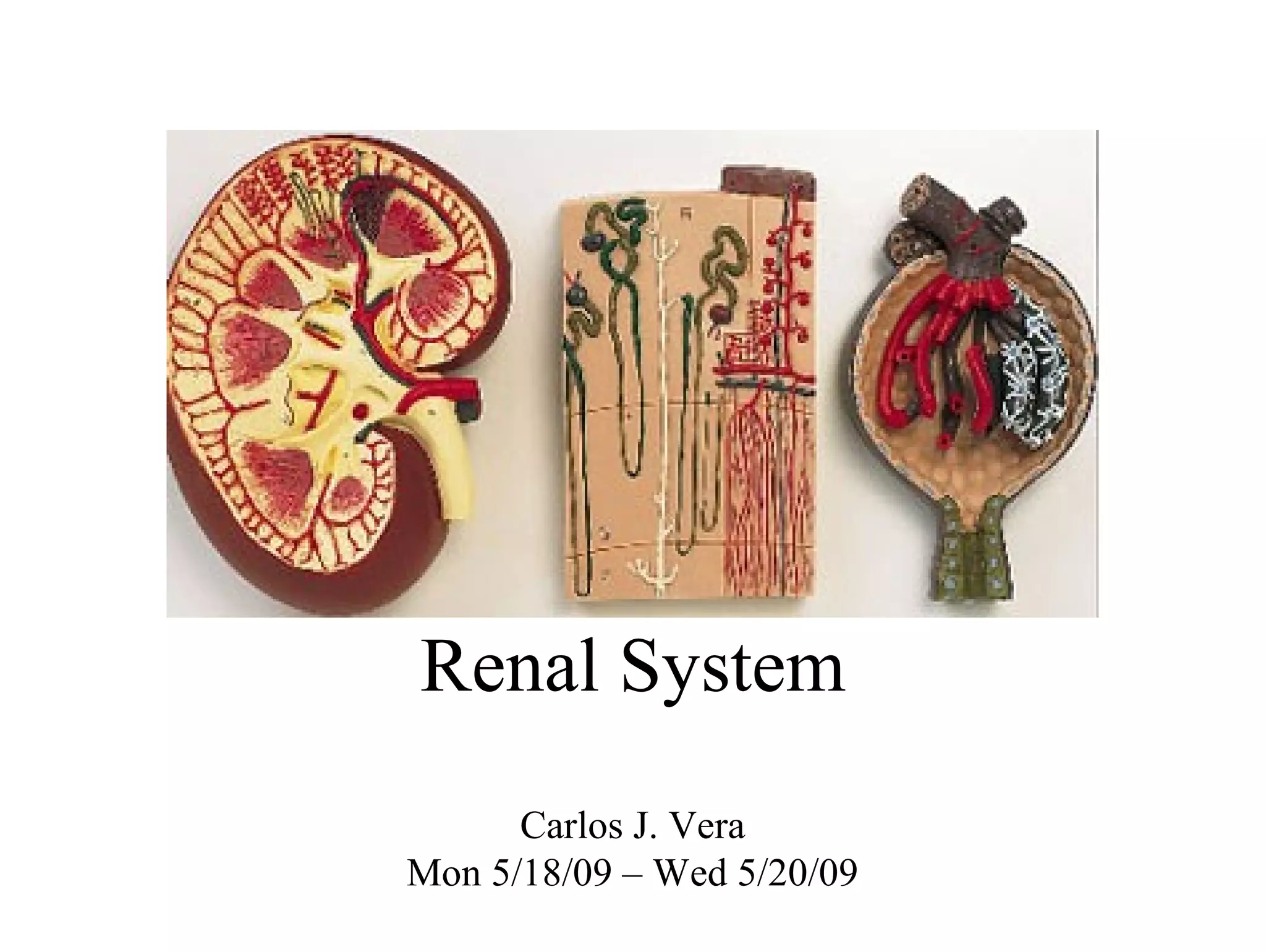Renal system 2 PPT
