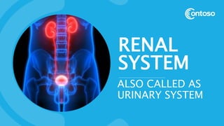 RENAL
SYSTEM
ALSO CALLED AS
URINARY SYSTEM
 