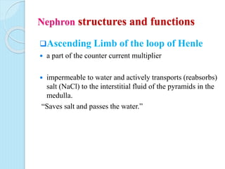 renal system..........................pptx