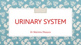 URINARY SYSTEM
Dr Wairimu Mwaura
 