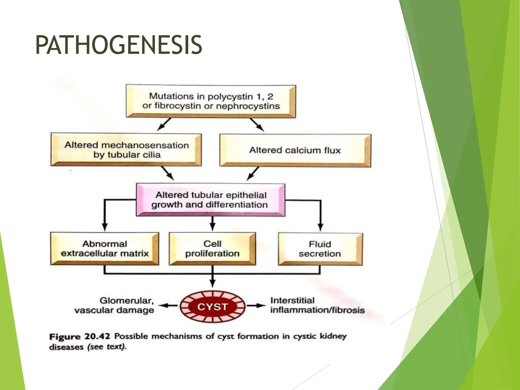 PATHOGENESIS
 