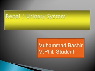 Muhammad Bashir
M.Phil. Student
 