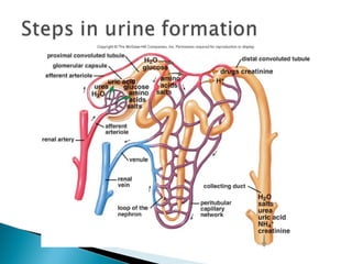 Renal system Physiology and Homeostasis | PPT